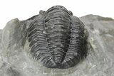 Detailed Cornuproetus Trilobite Fossil - Morocco #245261-3